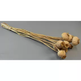 Mák kezelt közepes natúr 0,07kg/cs