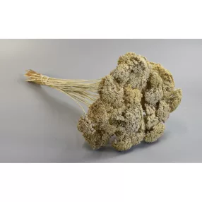Achillea falfestékes fehér 0,2kg/cs