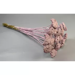 Achillea falfestékes mályva 0,2kg/cs