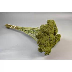 Achillea falfestékes olíva 0,2kg/cs