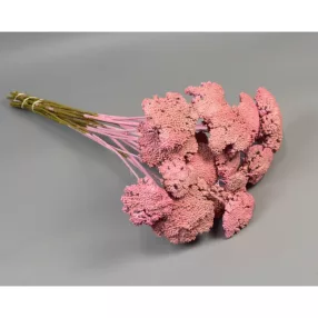 Achillea falfestékes rózsaszín 0,2kg/cs