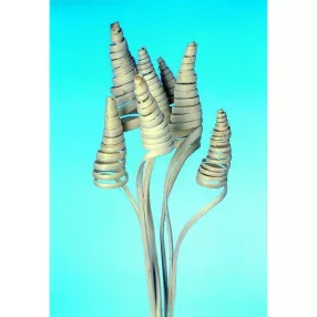 Cane Cone fehérített 10db/cs