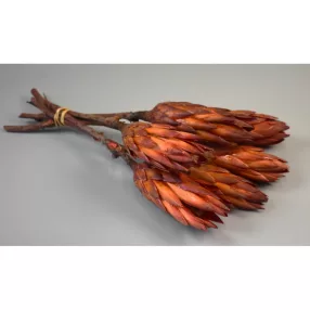Protea piros II. oszt. natúr 10db/cs