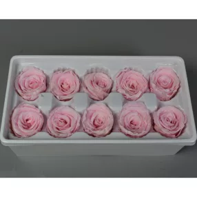 Örökrózsa 4cm rózsaszín 10db/doboz