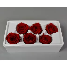 Örökrózsa 6cm piros 6db/doboz