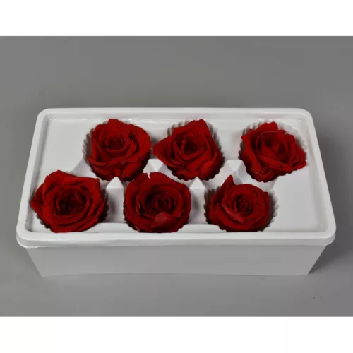 Örökrózsa 6cm piros 6db/doboz