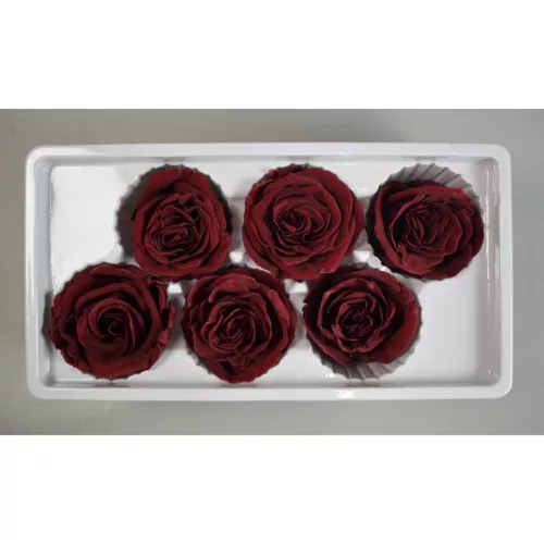 Örökrózsa 6cm bordó 6db/doboz