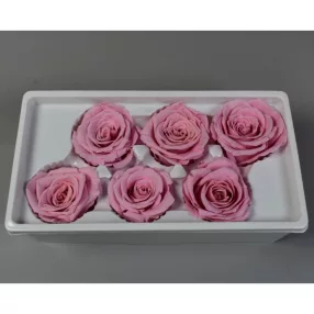 Örökrózsa 6cm rózsaszín 6db/doboz
