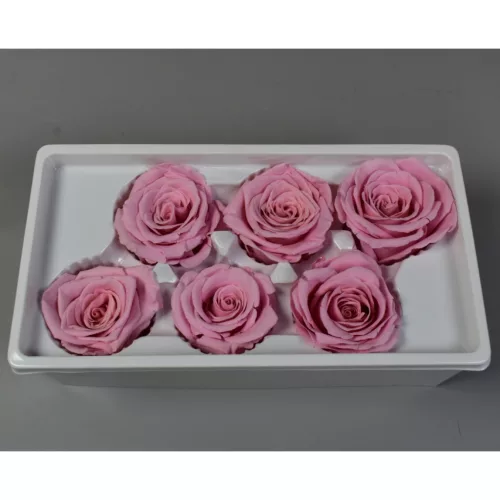 Örökrózsa 6cm rózsaszín 6db/doboz
