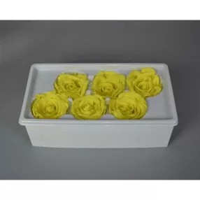 Örökrózsa 6cm sárga 6db/doboz
