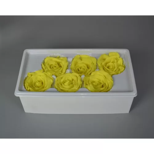 Örökrózsa 6cm sárga 6db/doboz