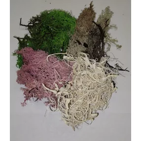 Mohák,zuzmók,rostok