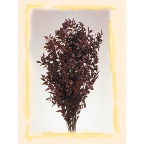 Ruscus bordó 0,2kg/cs