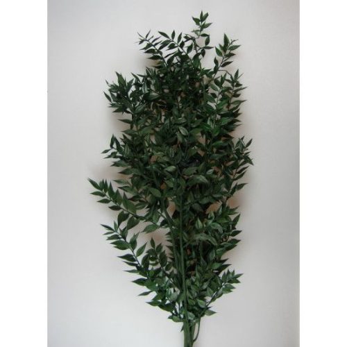 Ruscus vil.zöld 0,2kg/cs