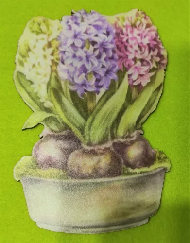 akcios Nyomtatott ,fa alapú HDF(nem tömörfa)    Cserepes jácint	1db/cs 	11x15cm 