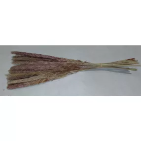  Mini pampafű natúr 60cm hosszú 20-24 cm buga 15db/cs 