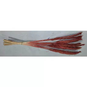  Mini pampafű barna 60cm hosszú 20-24 cm buga 15db/cs 
