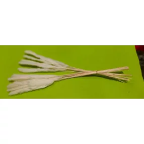  Mini pampafű fehér 60cm hosszú 20-24 cm buga 15db/cs